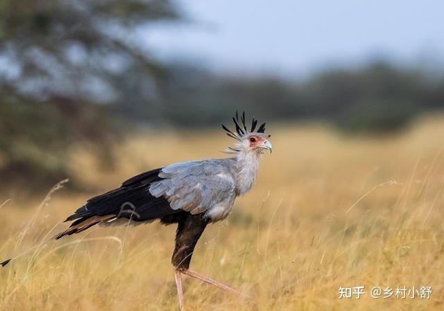 蛇鹫被誉为非洲毒蛇的天敌,它究竟有多厉害? 