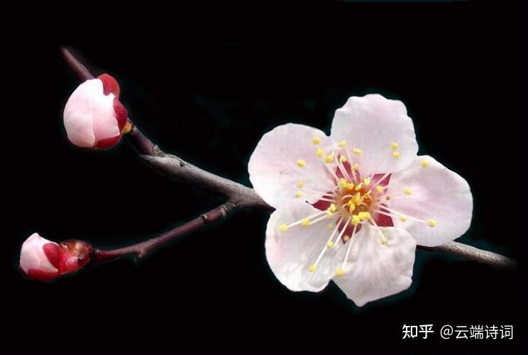 十首绝美的《一剪梅》,首首经典,李清照的最惊艳,唐寅的最深情 - 知乎