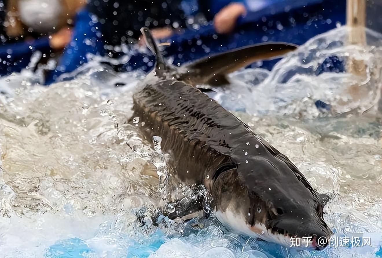 中华鲟濒危之谜30年放生700万尾还是难扭颓势