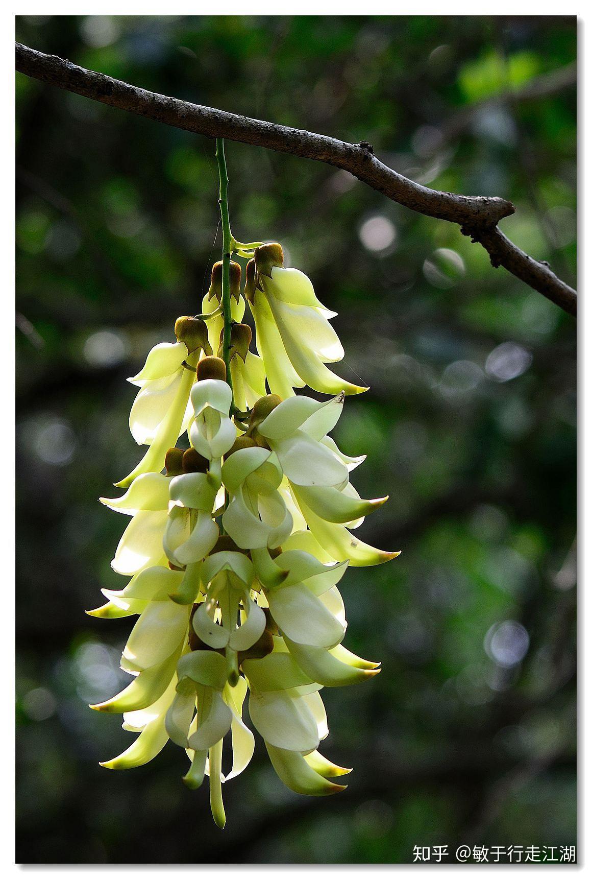 欣赏禾雀花的地方有广州石门国家森林公园,清远市东城区秀田螺村大帽