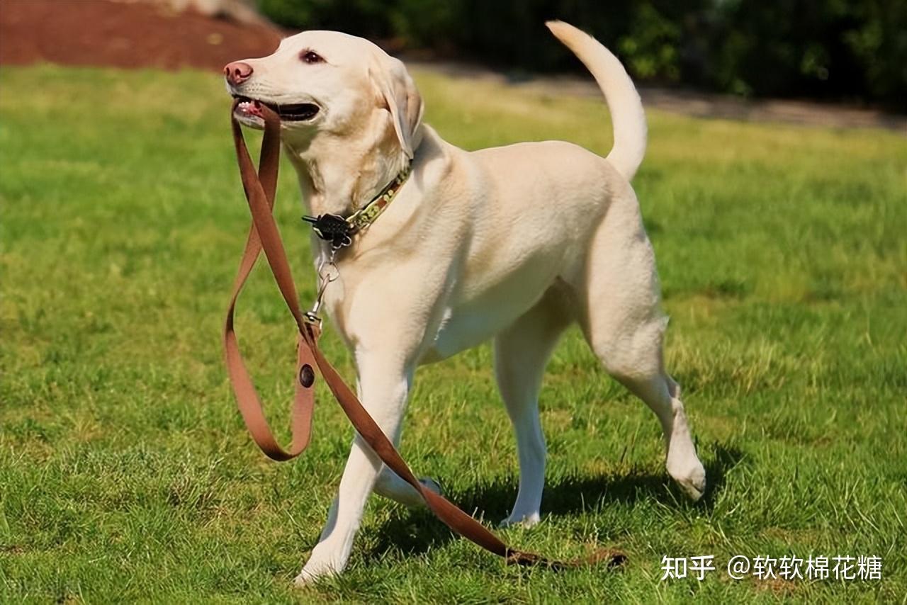 拉布拉多犬壁纸高清图片