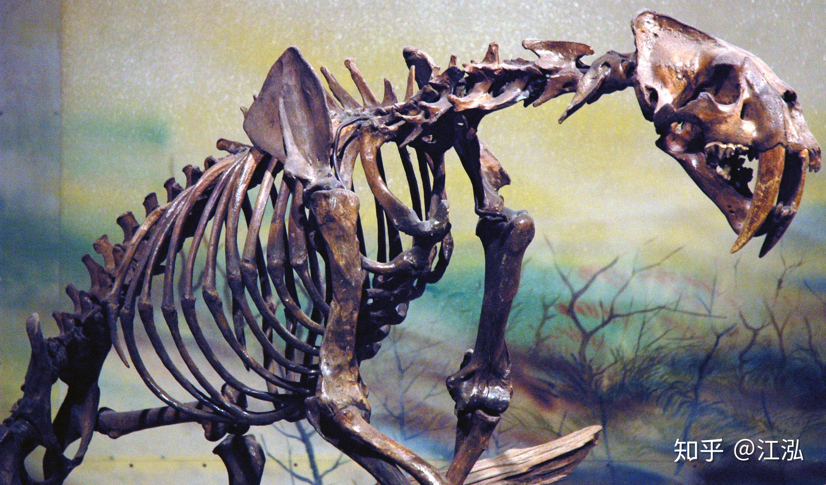 剑齿虎那么长的牙齿怎么捕猎