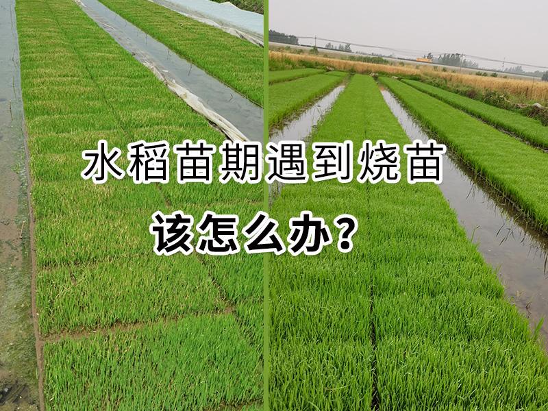 水稻秧苗高温烧苗图片图片