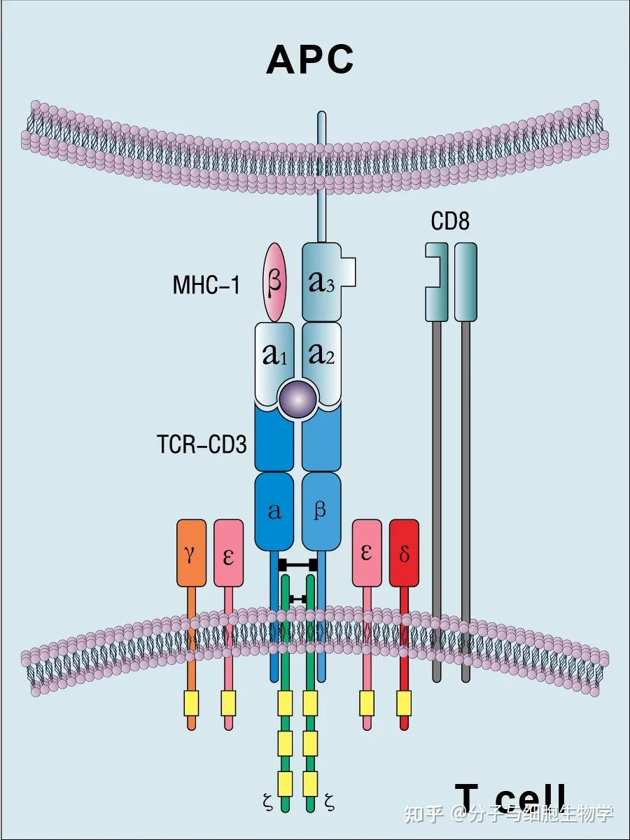 【干货】一文读懂MHC分子与APC细胞及T细胞之间的关联