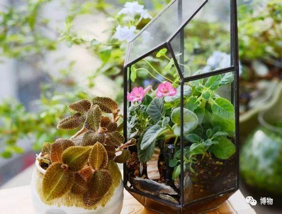 玻璃花房好吗 玻璃花房造价 玻璃花房家庭效果图大全