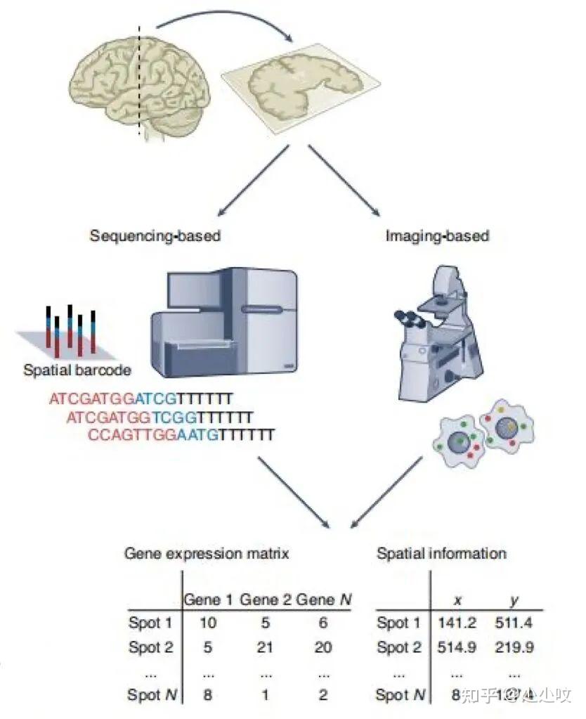 Nature子刊 | 空间转录组技术及其发展方向 - 知乎