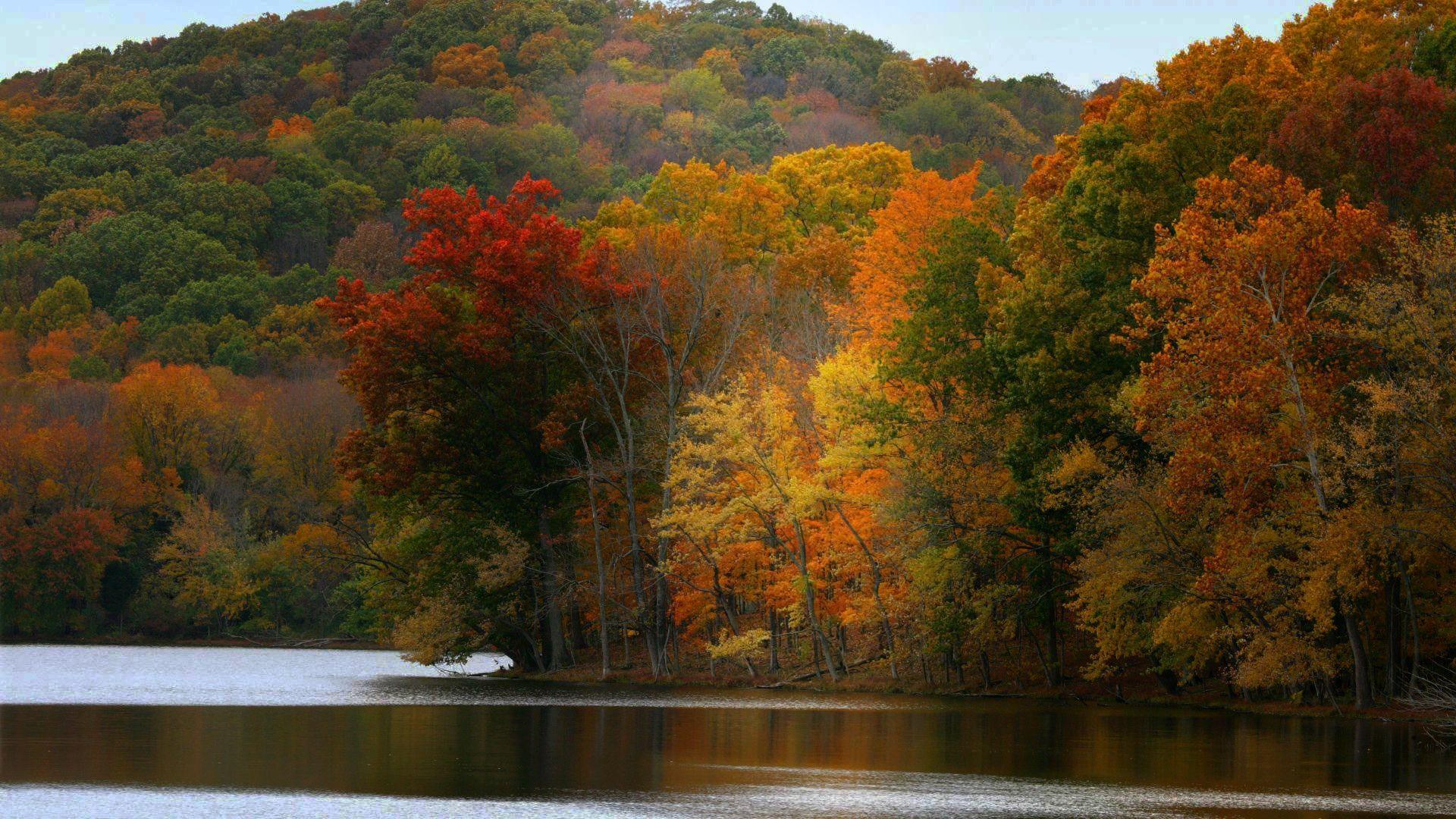 有没有什么好看的枫林电脑壁纸推荐