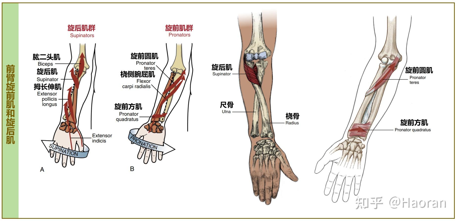 科学运动笔记(六):肘关节与手臂力量 - 知乎