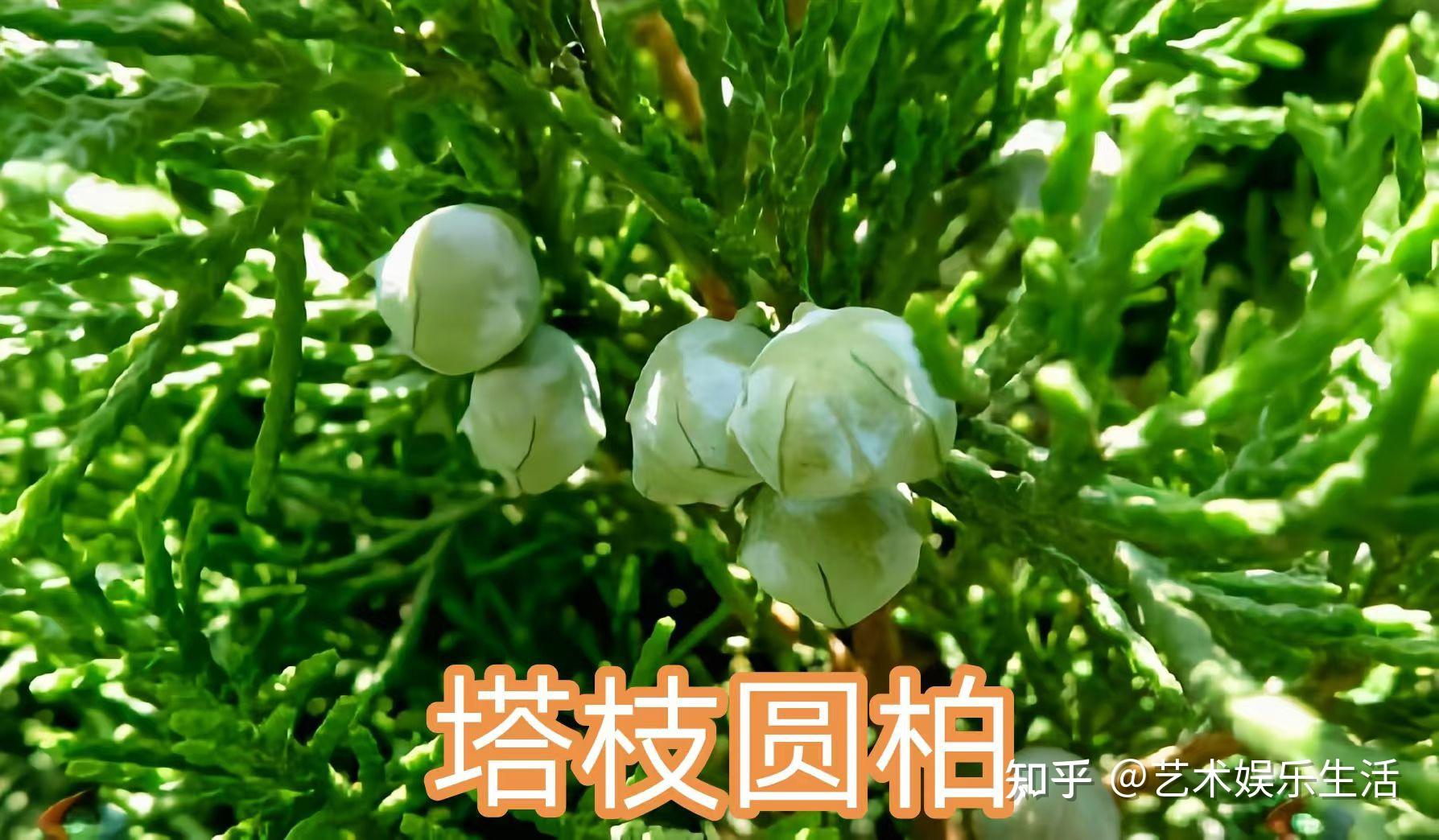 68种柏科植物,园林栽培的常用树种 - 知乎