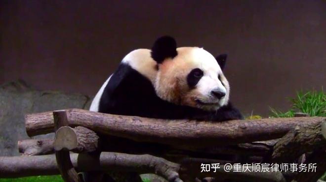 韩国市长请求中方赠送大熊猫,国宝大熊猫要"移民"韩国?