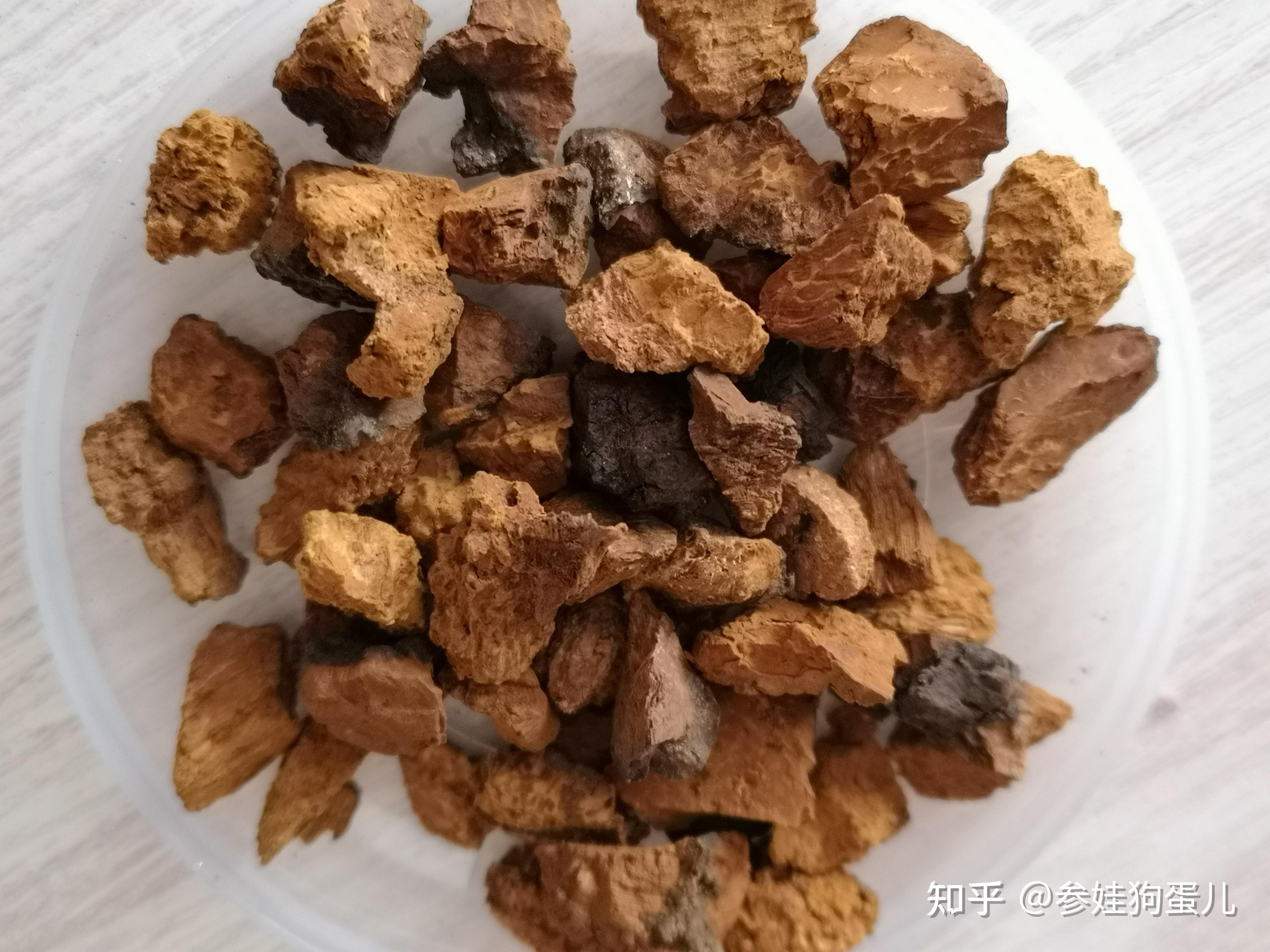 白桦茸|桦树茸|桦褐孔菌的种类,分类等级与食用方法