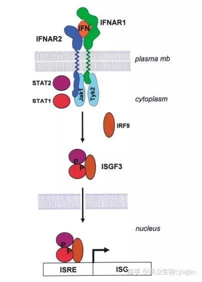 免疫研究领域热门基因之IFNAR1 - 知乎