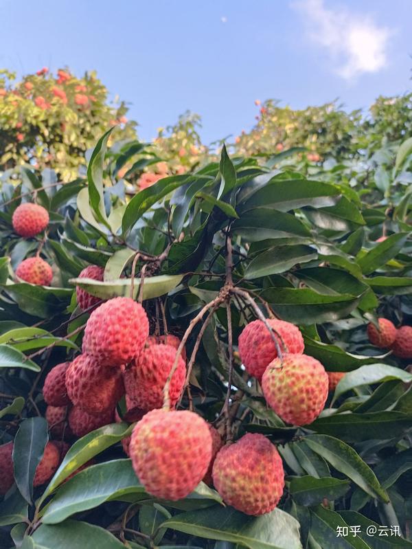 赤花症图片 赤花症图片真人 赤花症动漫图片