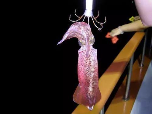 晚上的大海怎么玩夜钓吹筒仔试过未