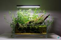 分享一些最近收藏的中小型生态造景缸的美图