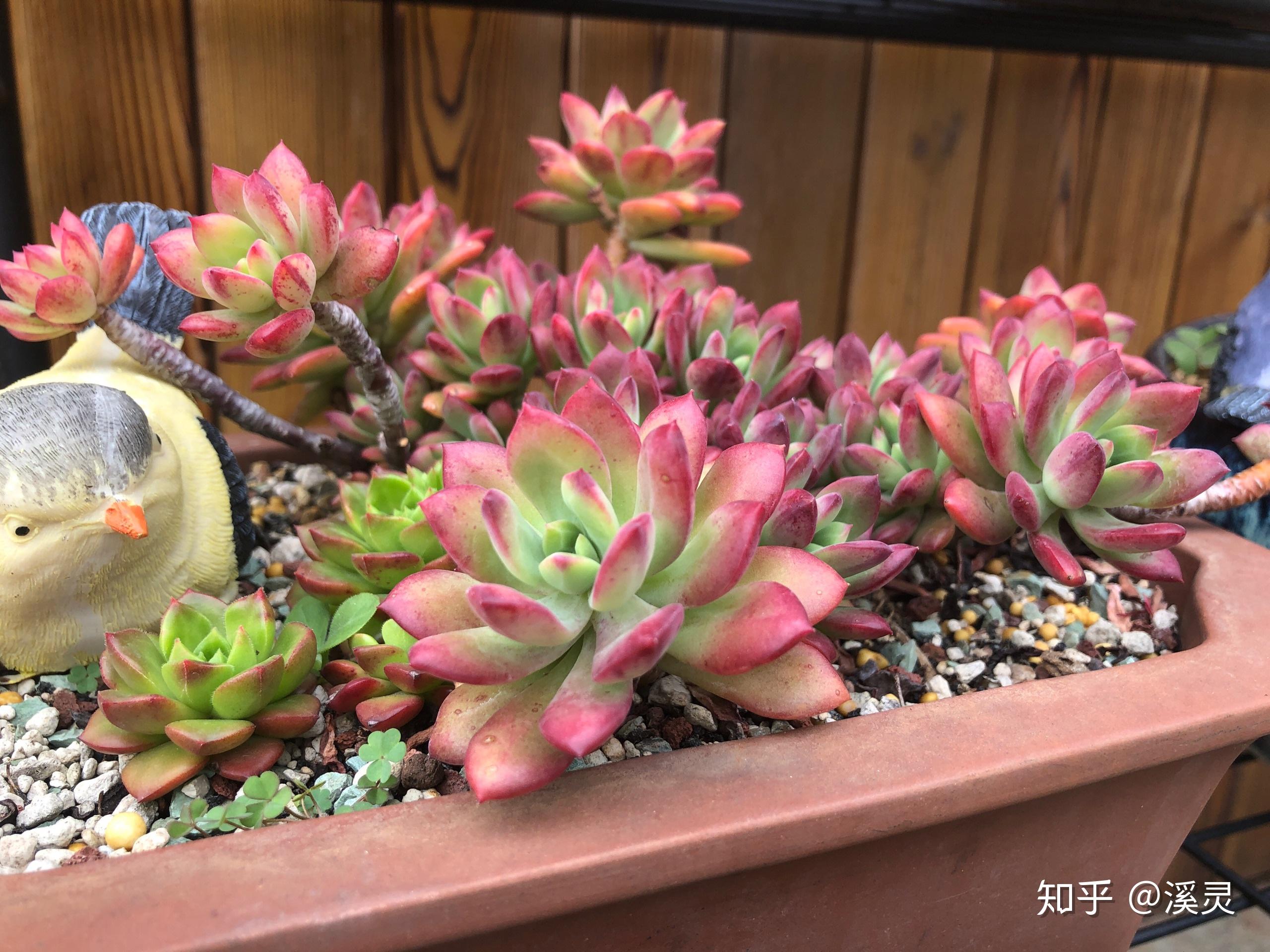 多肉种类及品种图片 v2-81e95dc4e8ebbdc9b1c9b453a49c4d4d_r.jpg