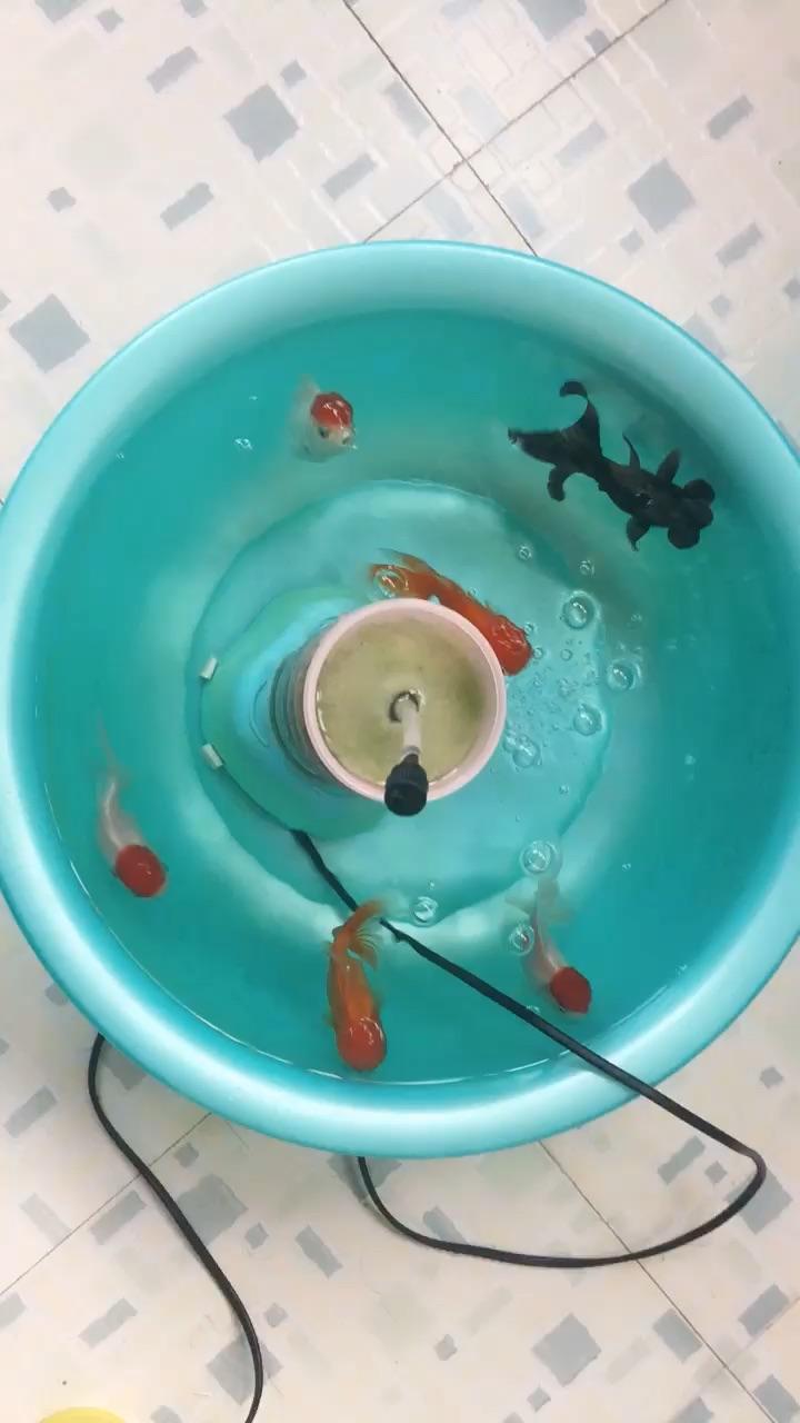 塑料盆里养金鱼9大盆用水14升