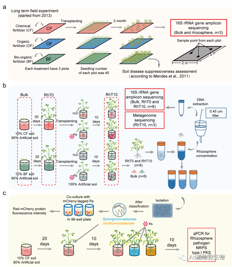 New Phytologist | 研究揭示施用生物有机肥诱导根际微生物群落抑制病原菌的机制! - 知乎