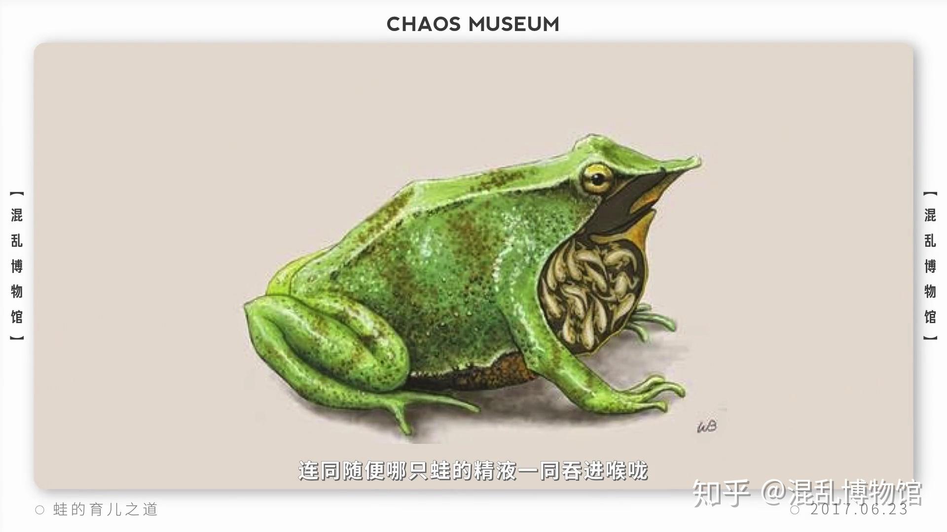 有哪些令人费解感到奇怪的动物行为gif或视频为什么会这样