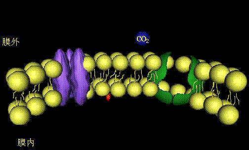 (顺浓度差)一,单纯扩散细胞膜电镜像分子组成:双层脂质分子,蛋白质