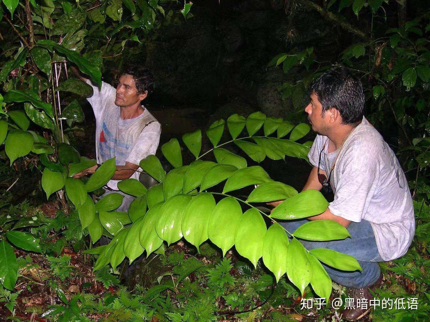 既有十几米高的热带雨林参天大树,也有长着针状叶喜阳耐晒的荒漠球茎