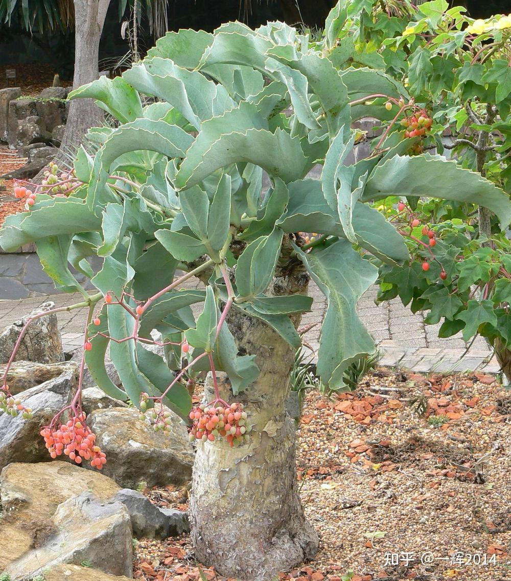 10-14 块根类多肉植物