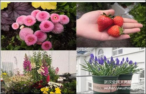 室内花卉盆栽 话题分享日 秋播大作战来年春天还你小花园 知乎 室内花卉盆栽 话题分享日 秋播大作战来年春天还你小花园 知乎