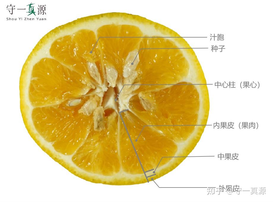 深入浅出聊枳实、枳壳之前生 - 知乎