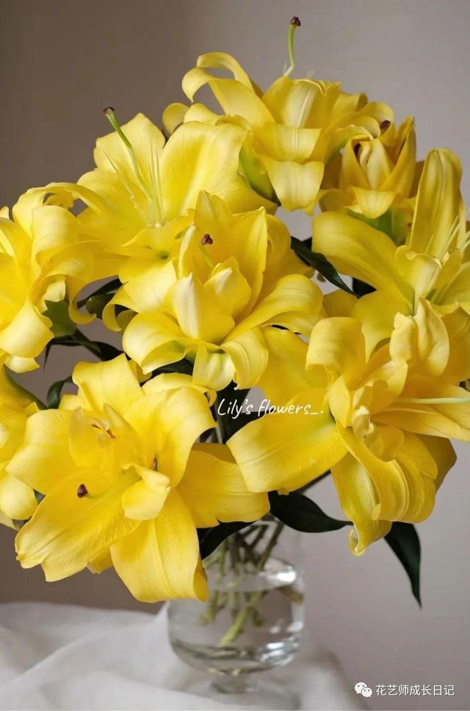 100朵百合vol10异国阳光百合阳光撒下的颜色