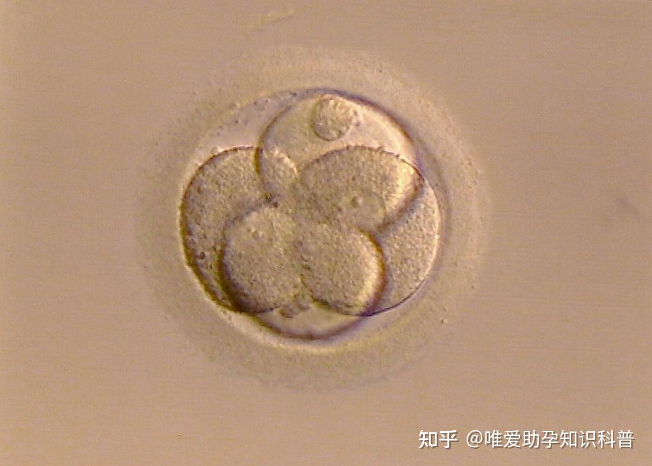 试管婴儿胚胎培养要走过这几个阶段_好孕科室 - MdEditor