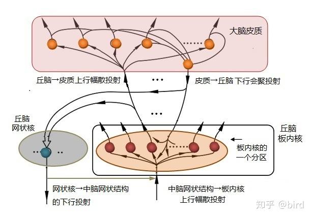 这些不包含具体内容的非特异性投射容易被一些研究者忽视,但对于理解