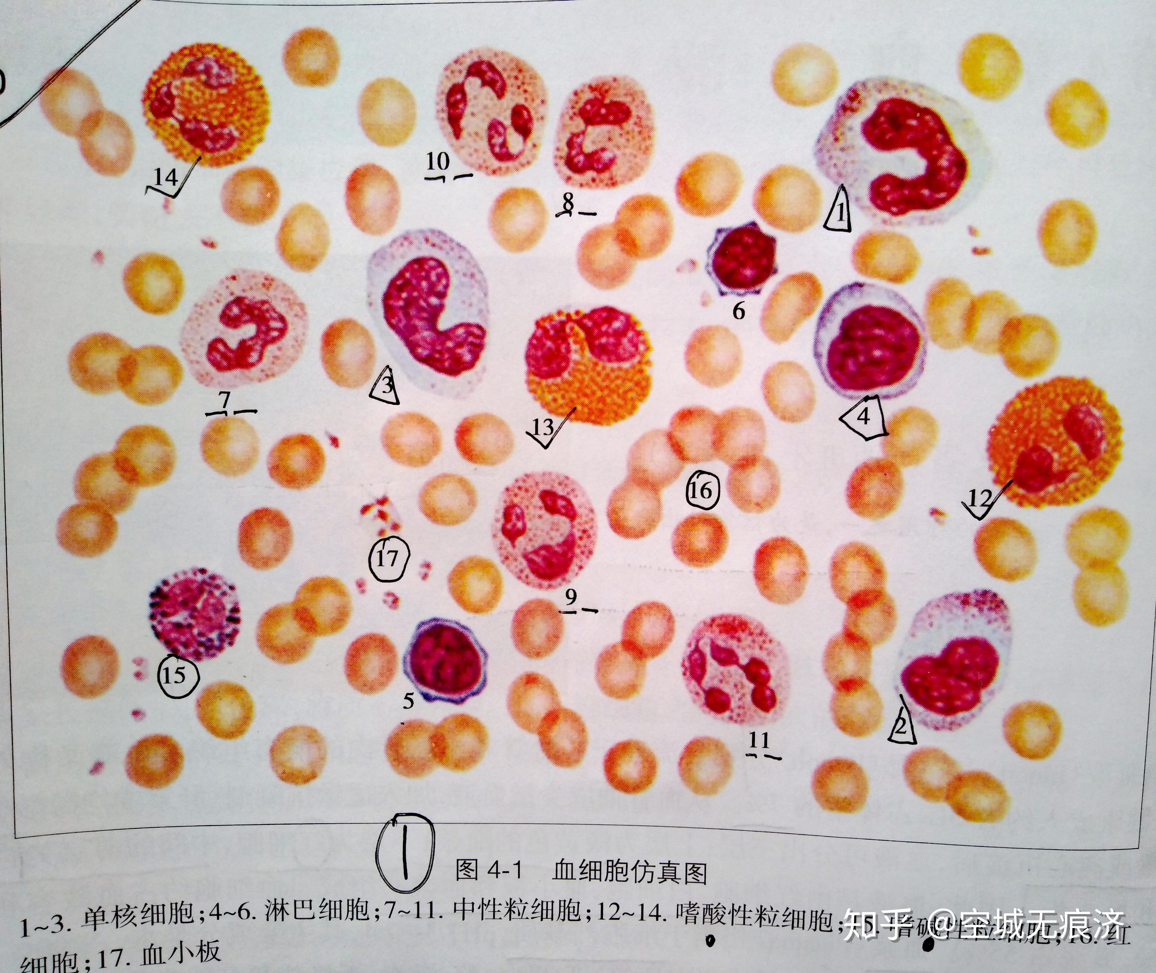 在止血和凝血過程有重要作用③血小板:(100～300)*10^9/l單核細胞(是