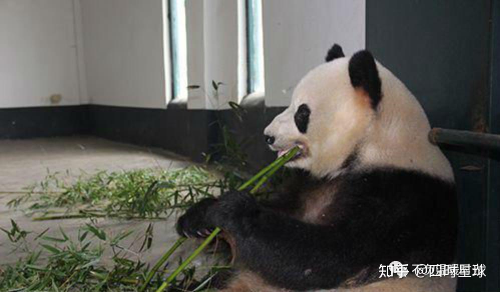 那些旧日"噩梦"般的动物园(大熊猫龙古,龙腾)