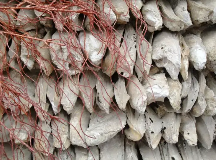 深圳,珠海,中山,江门,东莞等几个沿海地区,其中以祠堂的蚝壳墙保存较