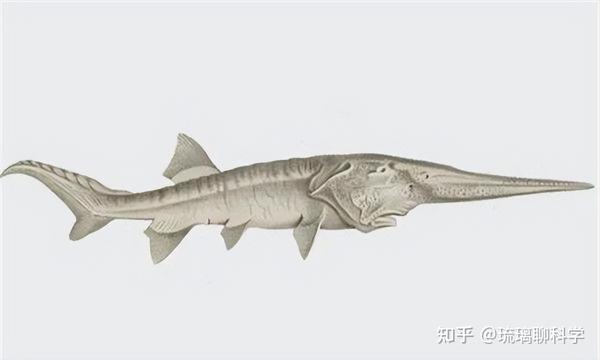 140年后再度重现!灭绝生物忽然出现,究竟是为什么? - 知乎