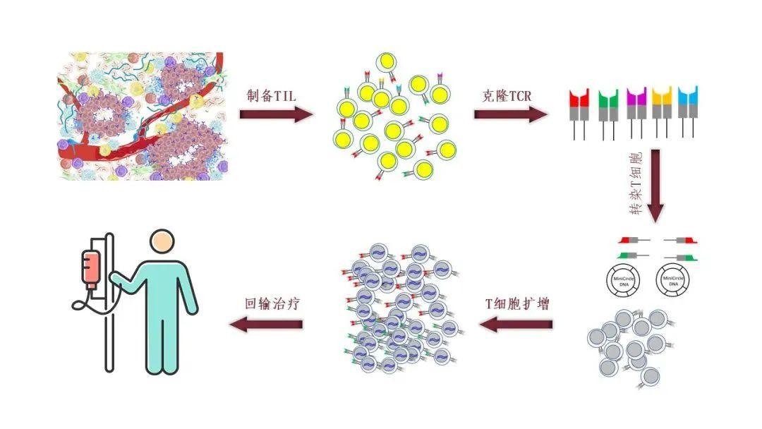 首發上海生物醫藥基金投資neomics佈局新一代t細胞免疫治療新藥