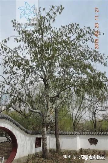 【景观人植物理论系列】北方园林绿化常用乔木总述 - 知乎