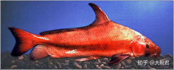 被逼到墙博鱼体育- 博鱼体育官方网站- 博鱼体育最新网址角后克林顿宣战宁可身败名裂也要特朗普陪葬？