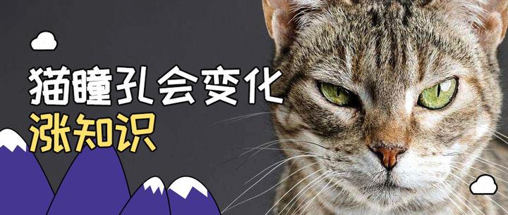 涨知识 猫咪瞳孔会变化 知乎