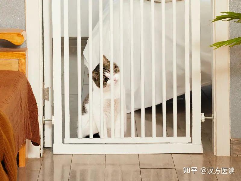 可以使用这种防护栏防止猫咪进入卧室将猫咪隔离在某个区域内,尽量