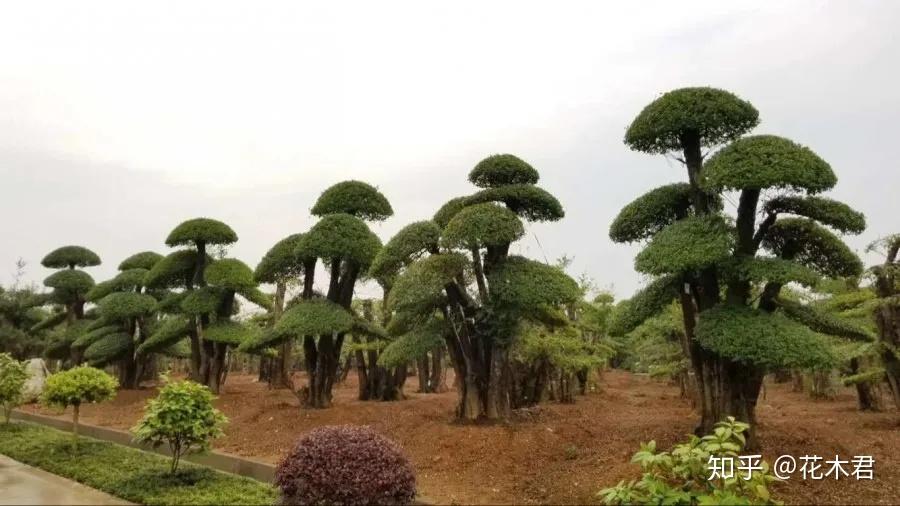 对节白蜡什么品种好