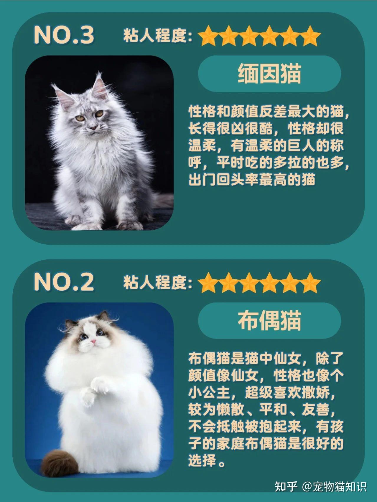 粘人猫咪排行榜，供挑猫的您参考 知乎 6891