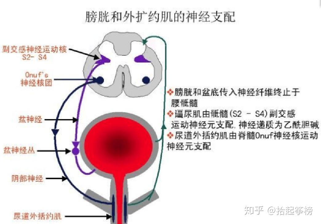 “不听话”的神经活动|神经科学1001问——自主神经系统 - 知乎