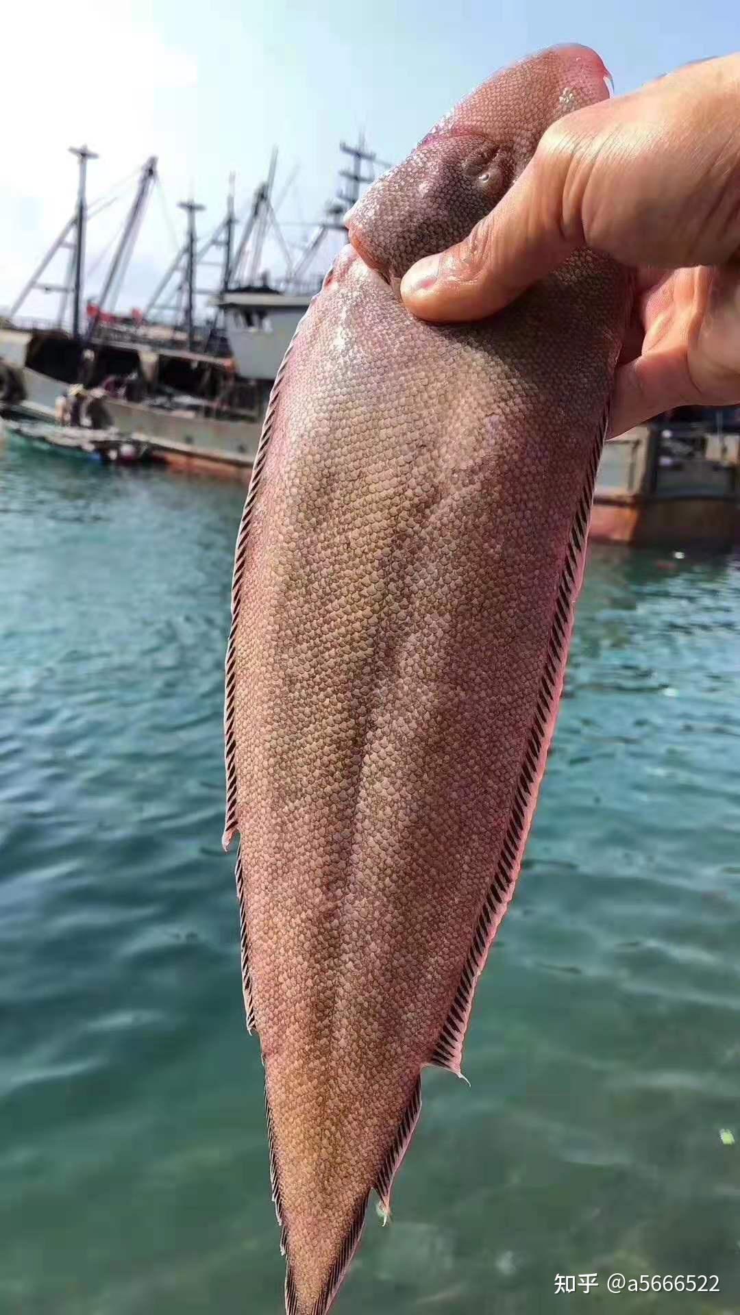 吃鱼就要吃野生深海鱼,常见的深海鱼推荐!