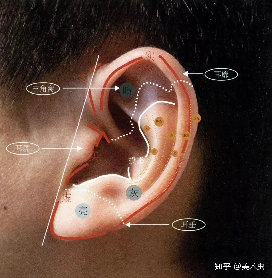 耳蜗正确位置图片图片