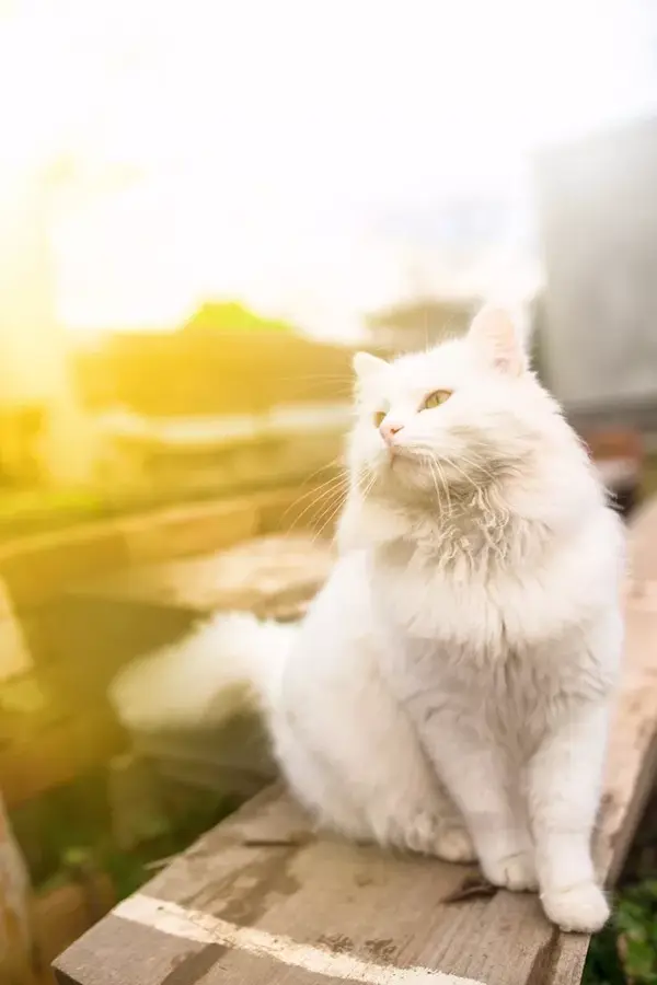 被太阳诅咒的猫 白猫为何不能久晒 知乎