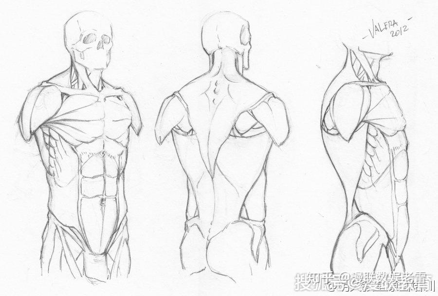「漫画素材」画漫画、动漫多角度躯干，专业漫画培训 - 知乎