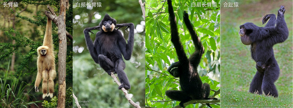 灵长类动物大盘点,你都认识谁? - 知乎