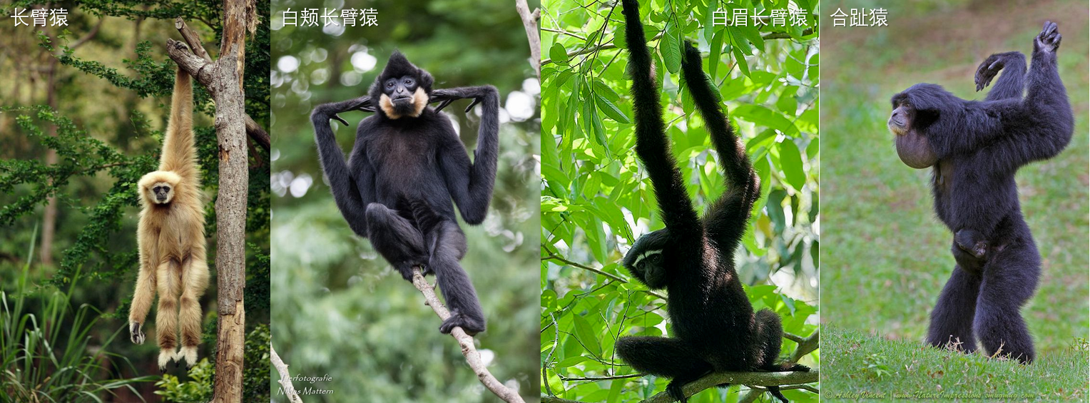 灵长类动物大盘点你都认识谁