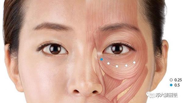 美容解剖学 面部皱纹 知乎